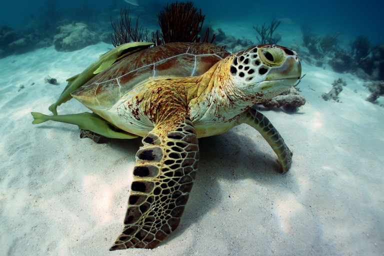 Akumal Bay, Mexico with seagrass beds full of green turtles and stingrays
