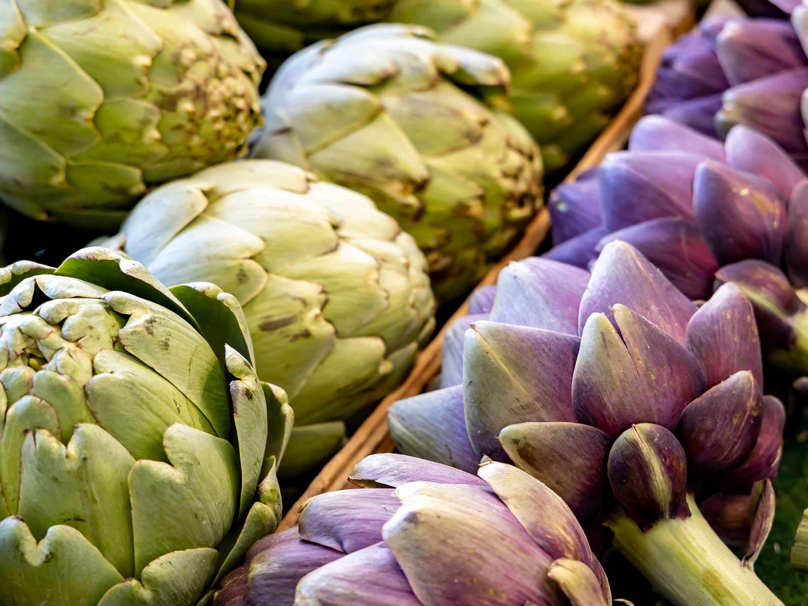Artischocken unterscheiden sich nicht nur in ihrer Färbung, sondern auch in ihrem Aroma und Fleisch.