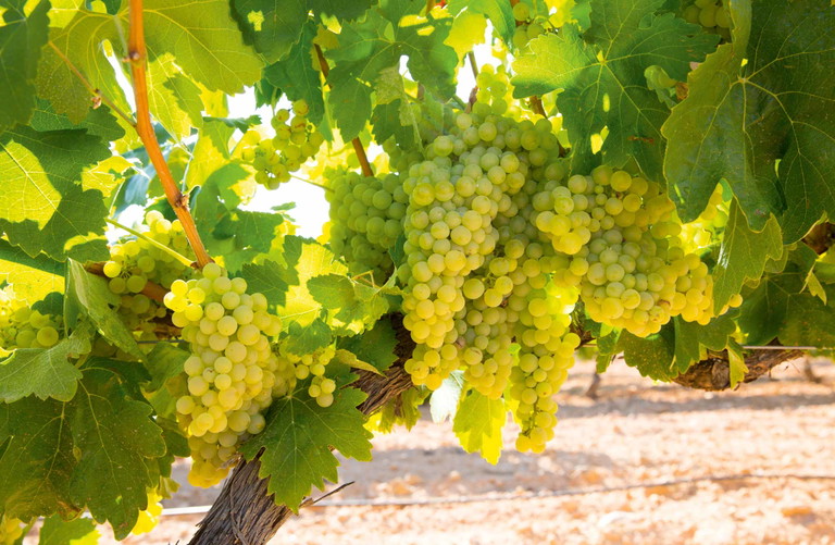 Natürliche Kreuzung: Chardonnay entstand aus den Sorten Heunisch, auch Gouais Blanc genannt, und Pinot.