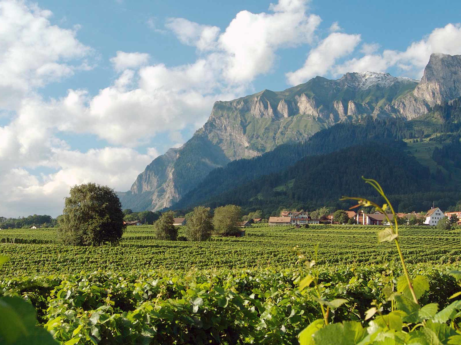 Die Bündner Herrschaft: Heimat der besten Chardonnays des Landes.