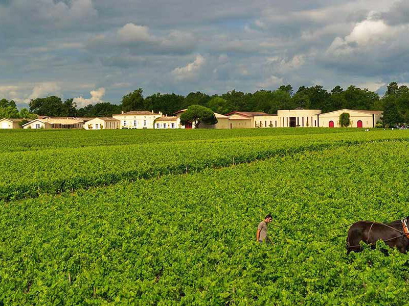 Domaine de Chevalier