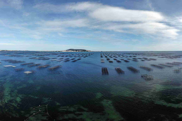 Right next to the Picpoul vineyards: oysterbeds in the Etang de Thau