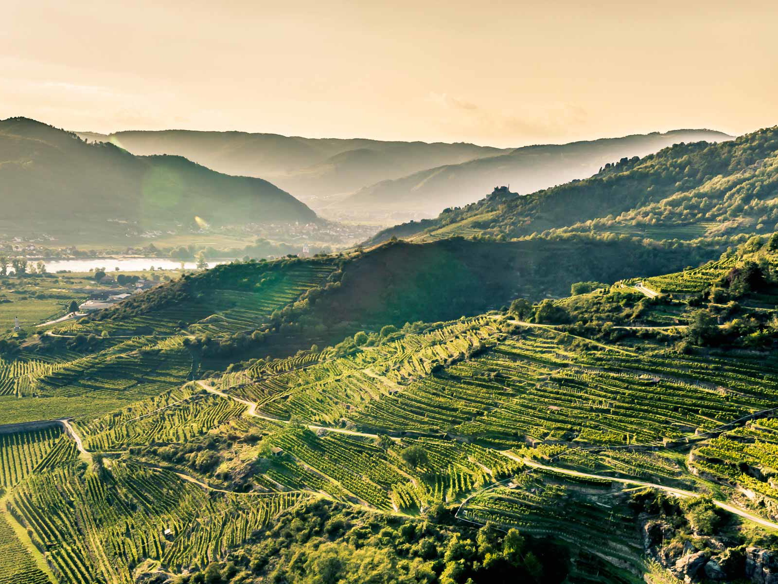 Ried Loibenberg am Eingang in die Wachau gilt als eine der besten Riesling-Lagen in Österreich.