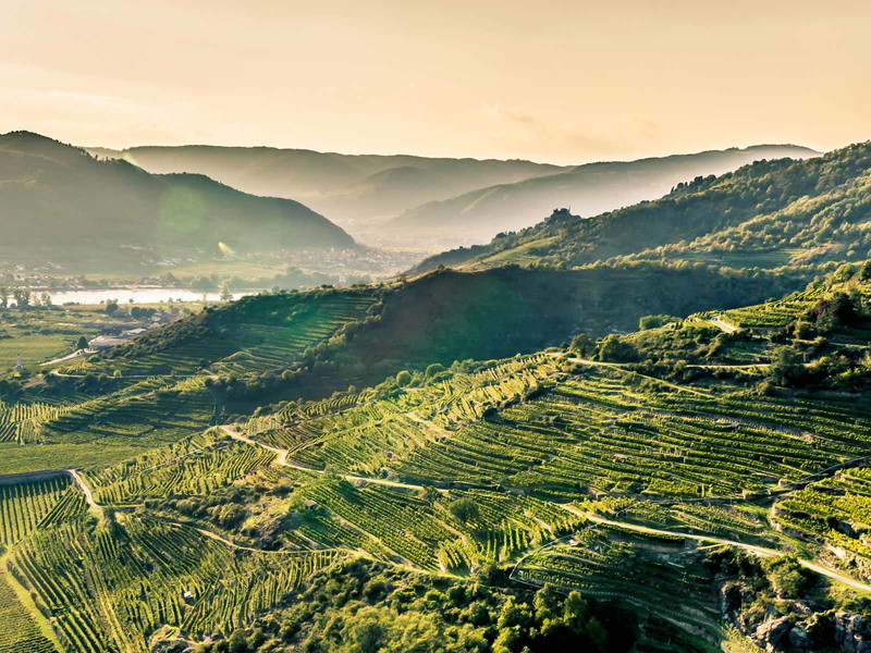 Ried Loibenberg am Eingang in die Wachau gilt als eine der besten Riesling-Lagen in Österreich.