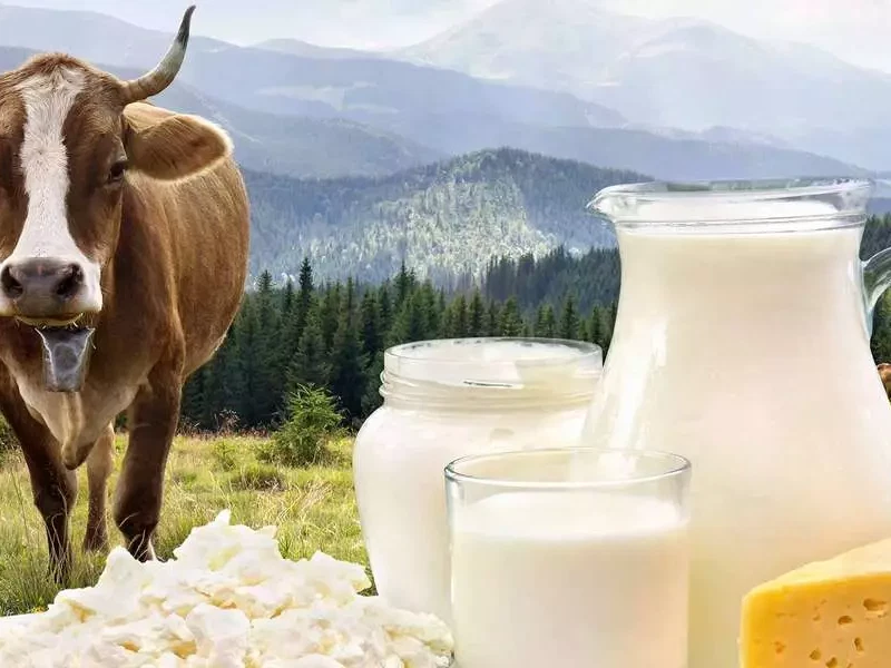 Drohendes Werbeverbot für österreichische Heumilch, Joghurt,&nbsp;Käse etc.