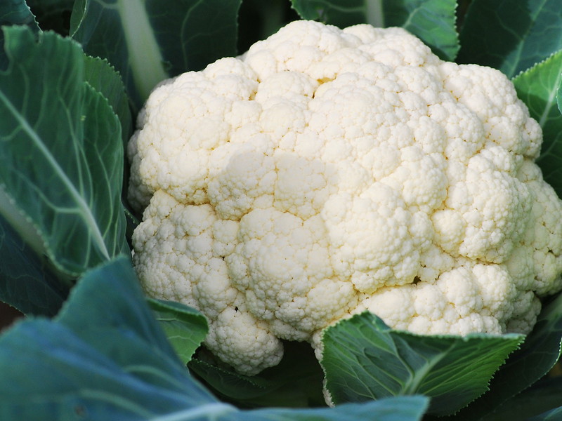 Blumenkohl alias Karfiol: Das Kohlgemüse ist vielseitiger als man denkt.