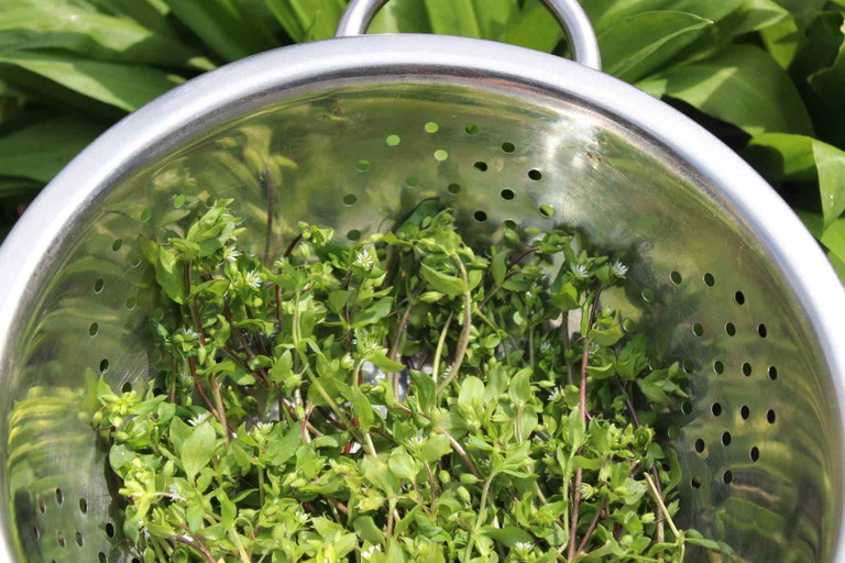 Chickweed (Stellaria media)