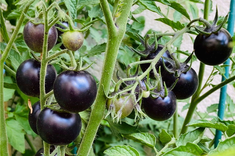 Chocolate Cherry