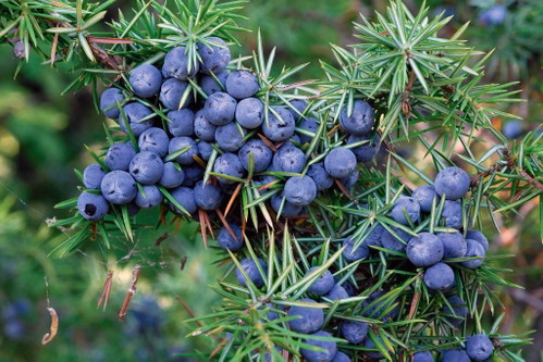 Aus Wacholder Schnaps zu machen, ist nicht ganz so einfach, denn die Beeren enthalten nicht genug Zucker, der zu Alkohol umgewandelt werden könnte.