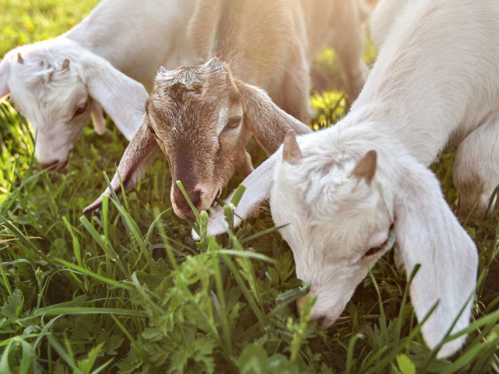 Five Best Goat’s Cheeses in the World&nbsp;
