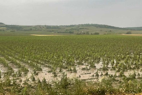 Dies war einmal ein Maisfeld bei Mailberg.