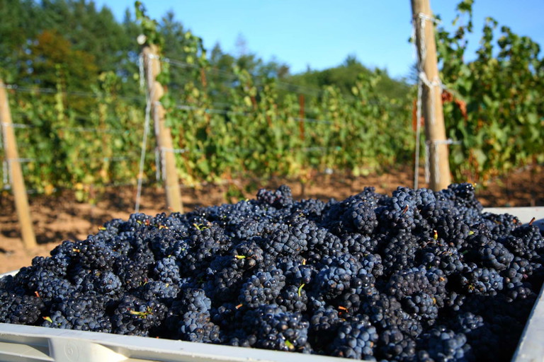 Pinot Noir