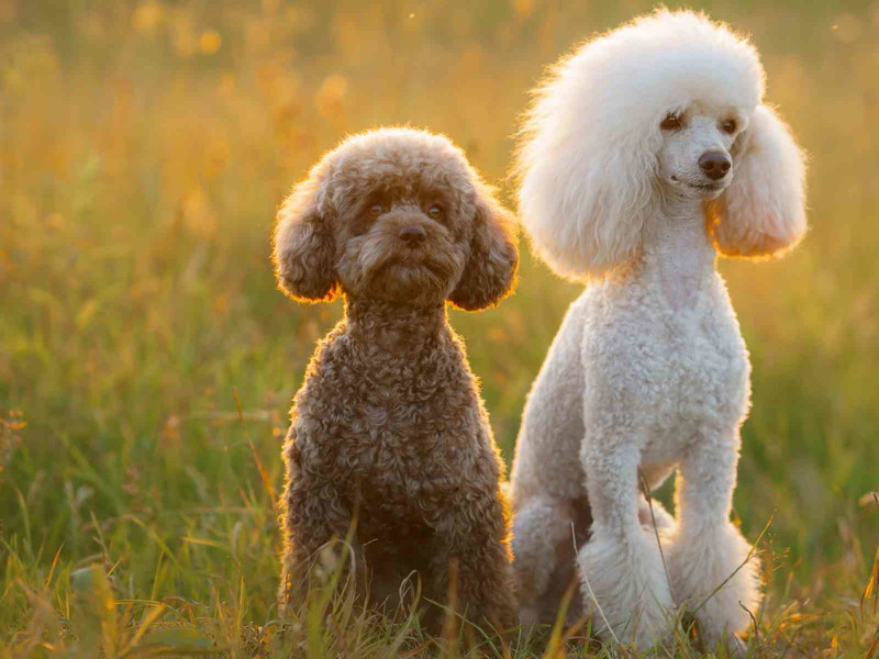 An apt comparison: Sauvignon Blanc and poodles