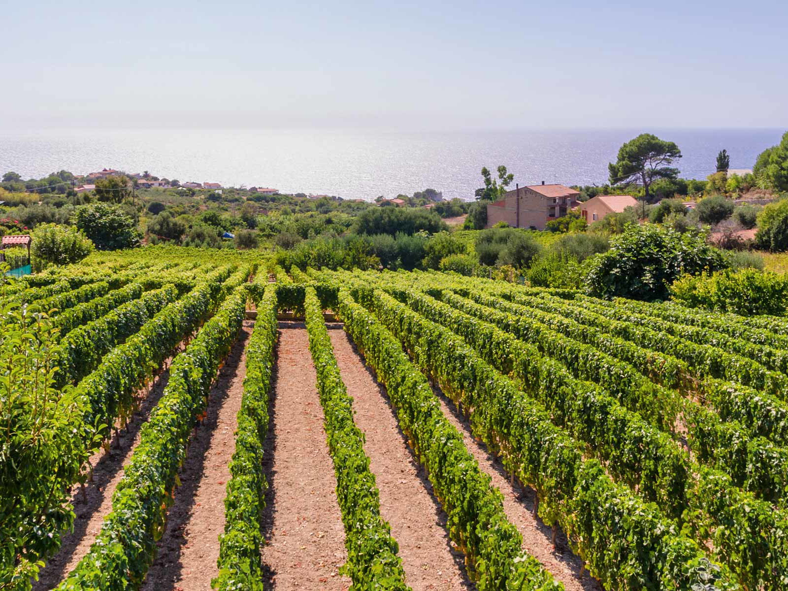 Faszinierender Blick aufs azurblaue Meer: Dieses Privileg genießen in Sardinien viele Weingärten.&nbsp;