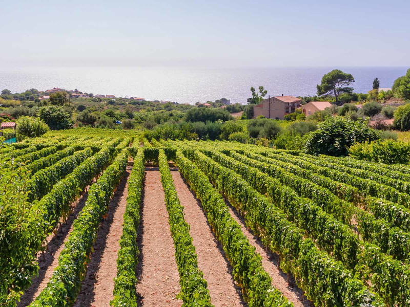 Faszinierender Blick aufs azurblaue Meer: Dieses Privileg genießen in Sardinien viele Weingärten.&nbsp;