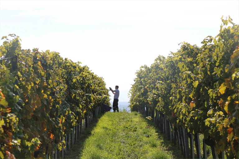 Das Weingut Familie Pitnauer liegt in Göttlesbrunn.