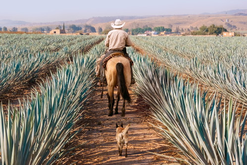Agaven&nbsp;sind nicht nur für Mezcal und Tequila wichtig, die bekanntesten Spirituosen Mexikos. Sie werden auch für das Nationalgetränk Pulque vergoren und zu Sirup verdickt. Mole ist der Sammelbegriff für Saucen, bekanntester Vertreter ist die Mole Poblano, in der sogar Bitterschokolade steckt.&nbsp;