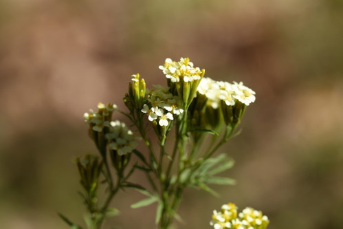 Die Blätter der Tagetes-Pflanze stecken in etlichen Gerichten der peruanischen Küche.&nbsp;