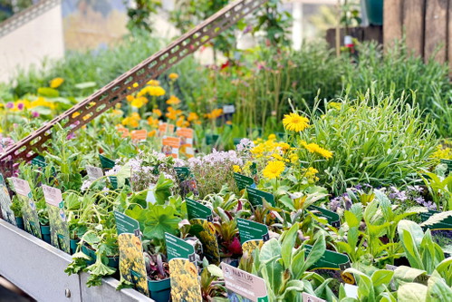 Der Gartenmarkt «wilder Gärtner»