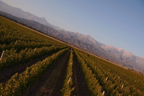 Weinreben in Mendoza