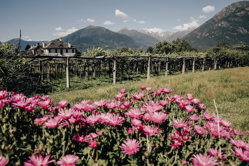 In der Val d'Ossola werden die Reben noch auf Pergeln erzogen.