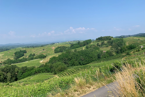 Kleinste Reb-Parzellierung in Gattinara. Hier haben Winzer oftmal nur ein paar Zeilen.