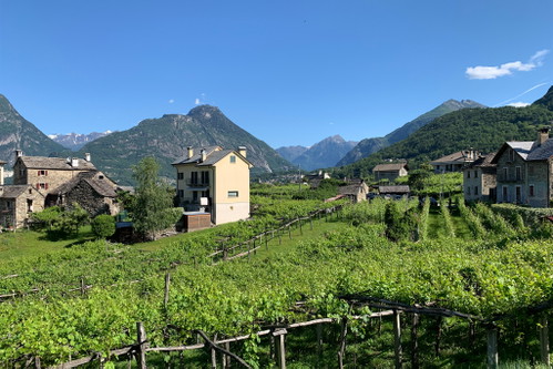 Valdossola – hier leben Mensch und Reben seit Jahrzehten in Einklang nebeneinander. Die Böden sind vorwiegend Sauer, die Rebsorte Nebbiolo nennt man hier Prünent.
