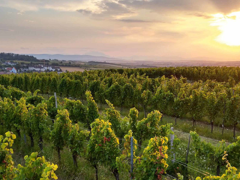 »Weinwirtschaft Lassl«, Sigleß (BGL) &nbsp;