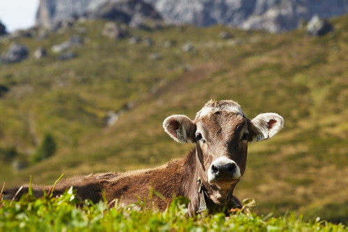 Auf den Almen&nbsp;finden die Tiere eine einzigartige Vielfalt an Gräsern und Kräutern.