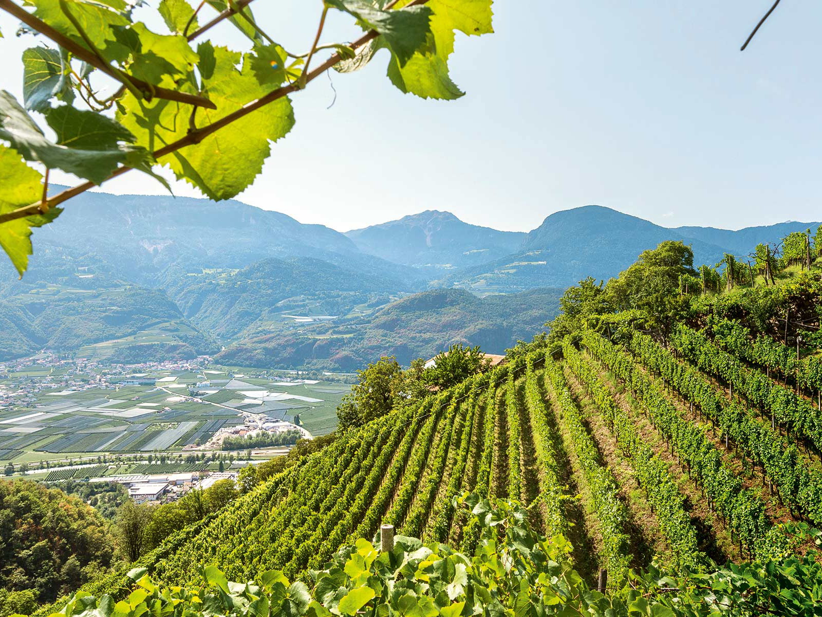 Auf halber Strecke zwischen Meran und Bozen liegt das Weindorf Terlan. In luftiger Höhe gedeihen hier vor&nbsp;allem Weißweine.