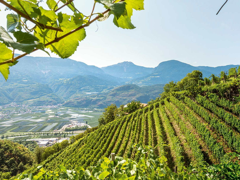 Auf halber Strecke zwischen Meran und Bozen liegt das Weindorf Terlan. In luftiger Höhe gedeihen hier vor&nbsp;allem Weißweine.