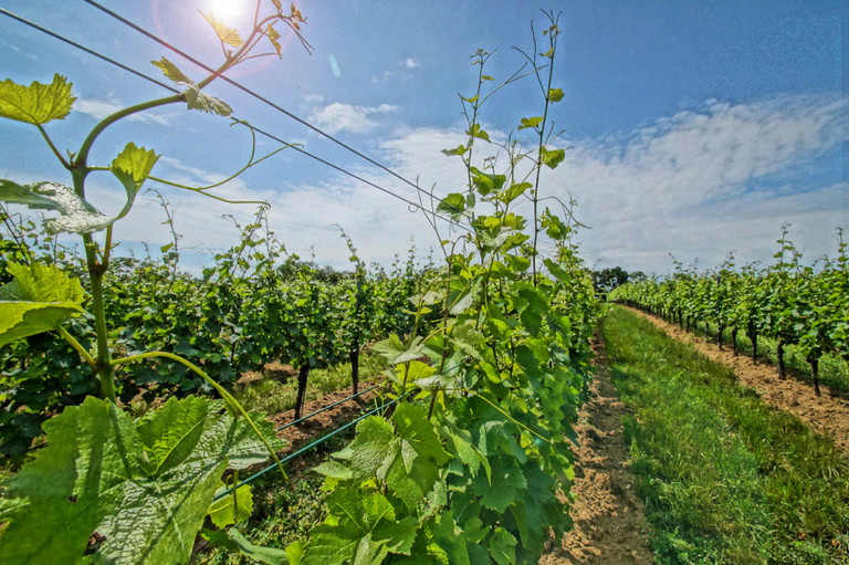 Das Weingut liegt im burgenländischen Reisenberg.