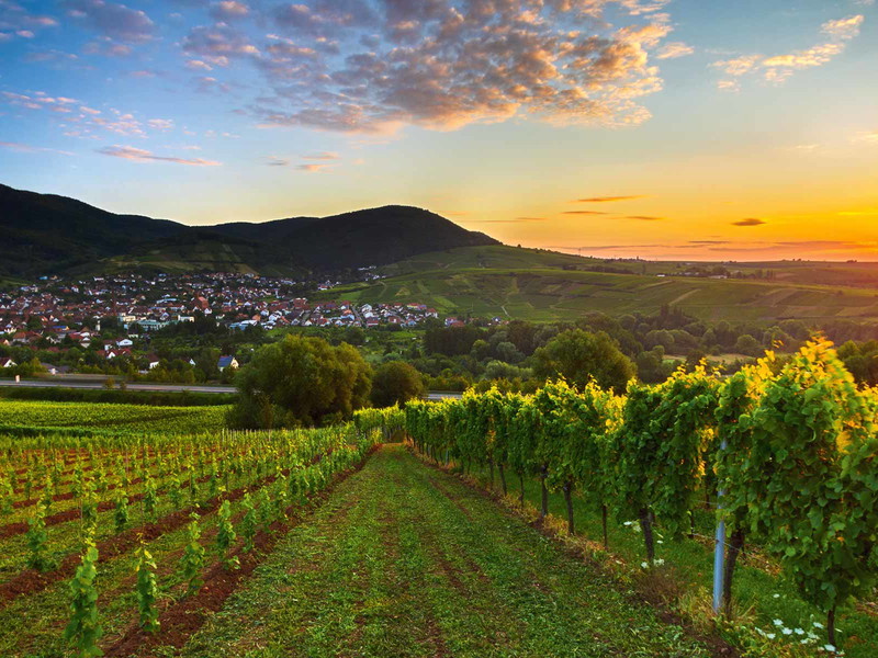 Sonnenaufgang in der Pfalz – die besten Weinberge liegen an sanften Hängen am Rand&nbsp;des Pfälzer Walds.