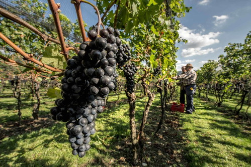 Reife Merlot-Trauben im Mendrisiotto, bereit zur Ernte.&nbsp;