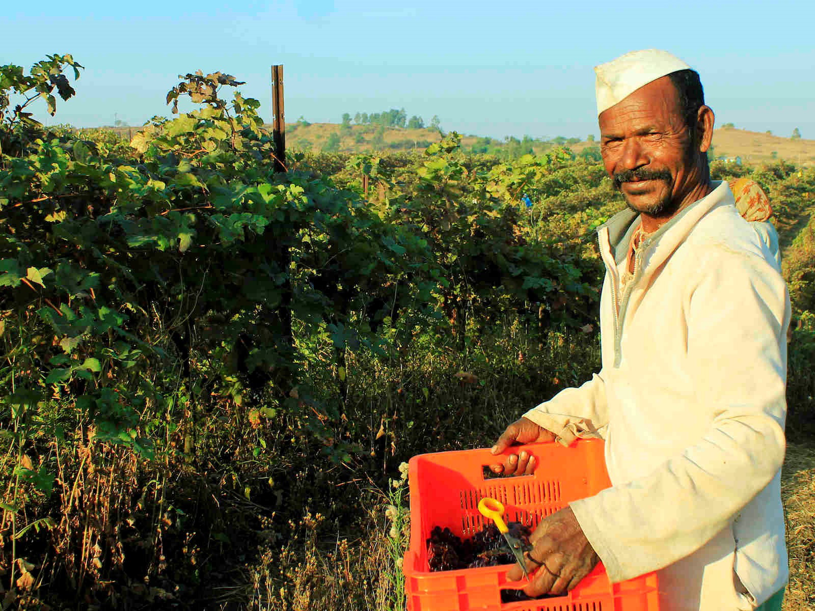 Harvest in the Nashik Valley, Maharashtra, India