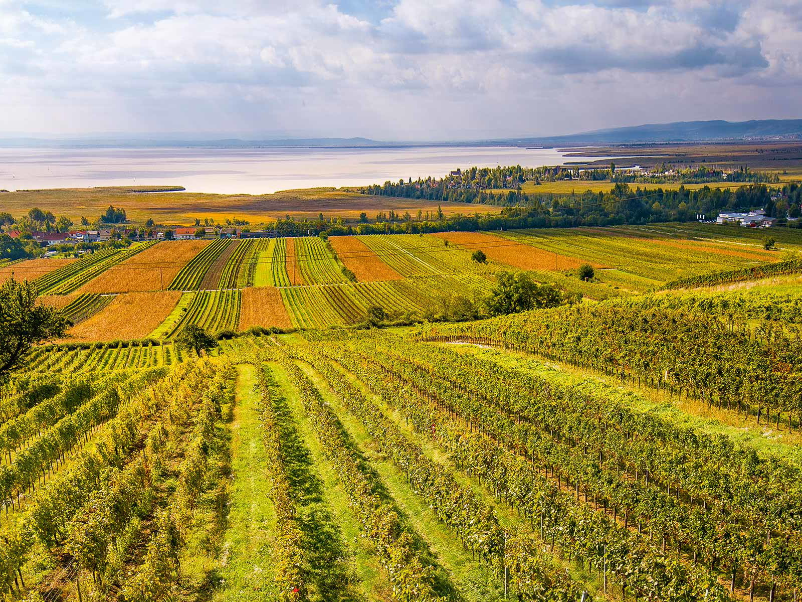 An den sanften Hängen und in den sonnendurchfluteten Weingärten im Nordosten des Neusiedlersee-Gebietes fühlt sich der Blaue Zweigelt so richtig wohl.