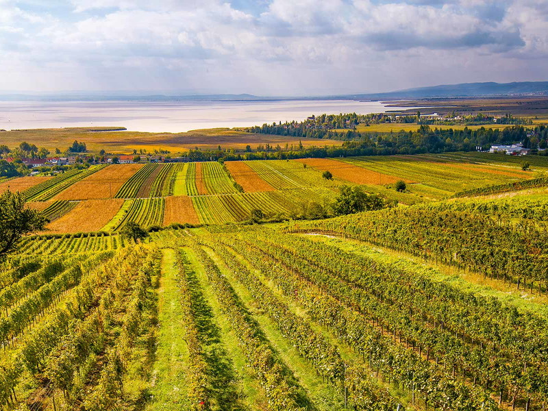 An den sanften Hängen und in den sonnendurchfluteten Weingärten im Nordosten des Neusiedlersee-Gebietes fühlt sich der Blaue Zweigelt so richtig wohl.
