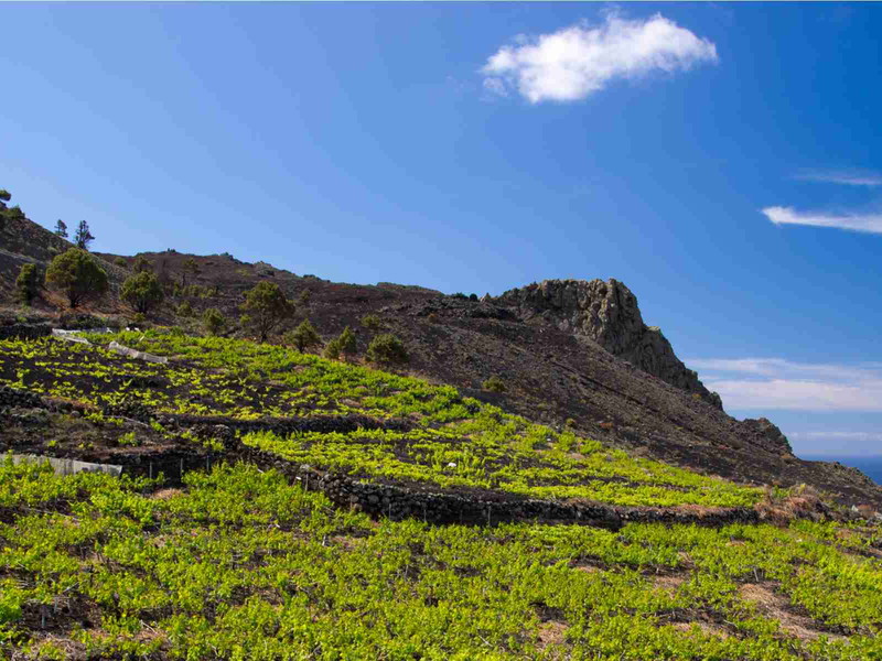Volcanic vineyards on the Island of La Palma