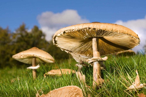 Der Parasol mit seinem breiten Schirm ist auch als »Schnitzel des Waldes« bekannt.