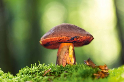 Beim Flockenstieligen Hexenröhrling&nbsp;besteht große&nbsp;Verwechslungsgefahr.