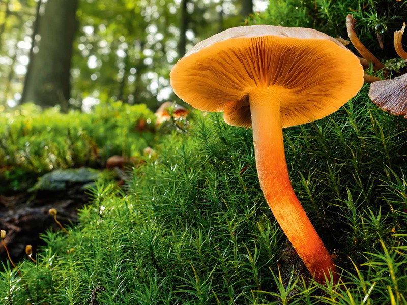 Ein Prachtexemplar von einem Waldpilz: Mehrere hundert Arten wachsen in unseren Wäldern – man muss sie nur finden.