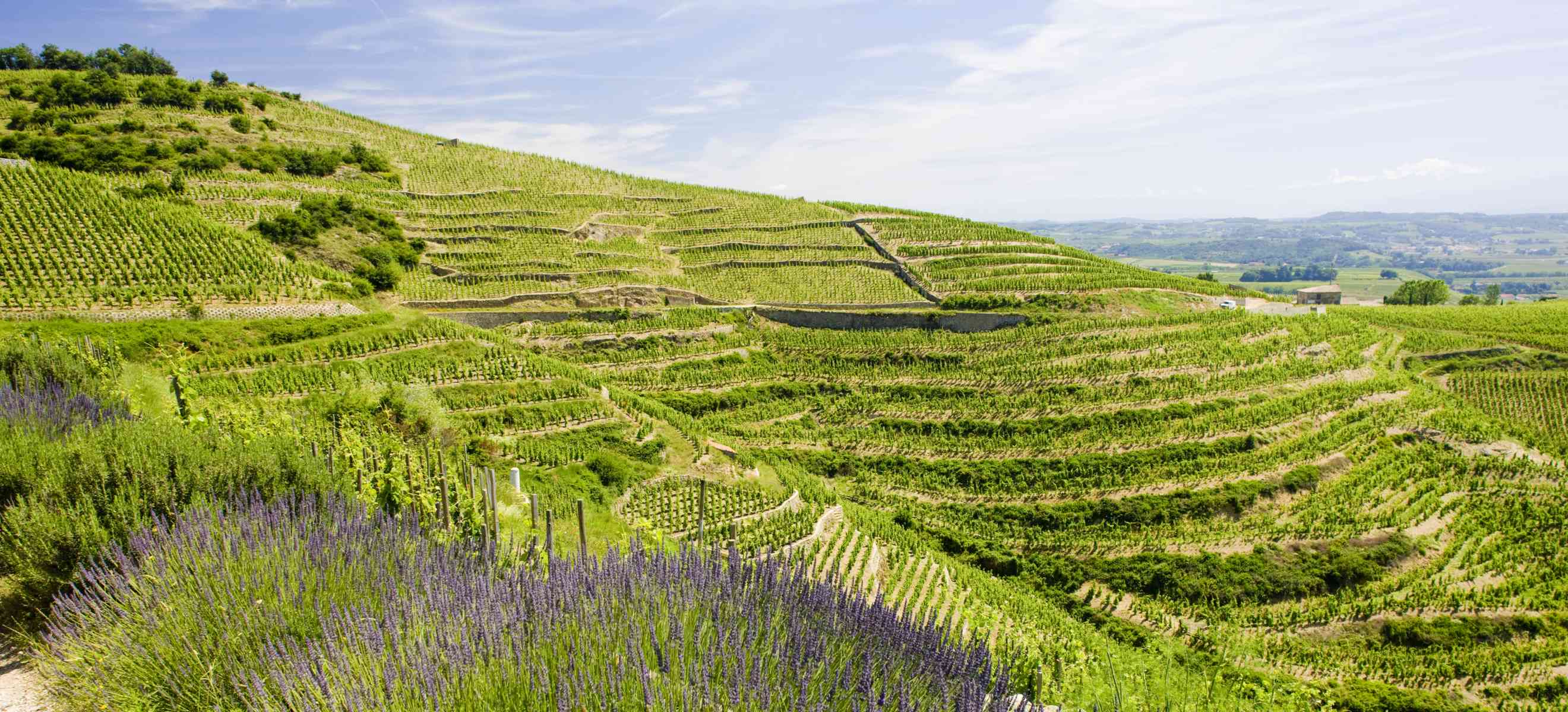 Textured Treasures: White Wines from Rhône Valley in France - Falstaff