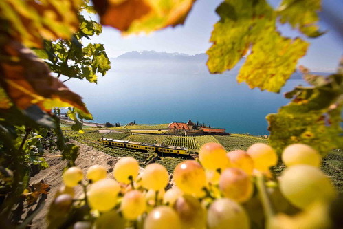 Von Saint-Saphorin sieht man weit über den Genfersee bis zu den Savoyer Alpen.
