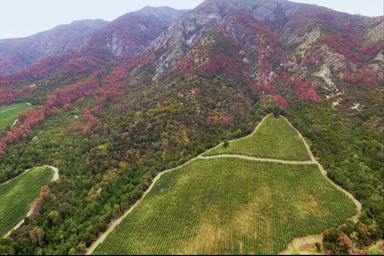 The top part of the Robleria vineyard with the single block and the name-giving oak tree of Obliqua.