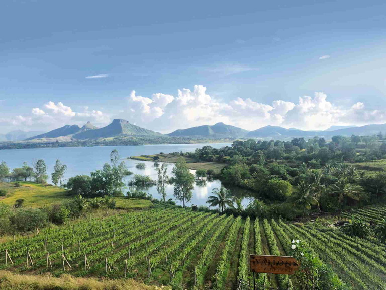 Vallonné Vineyards in Nashik Valley, Maharashtra, India