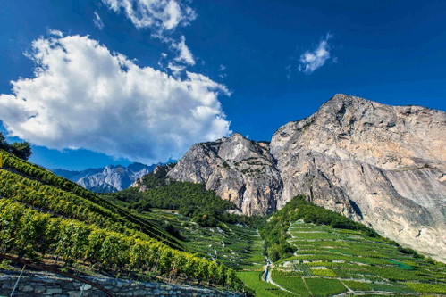 Spektakulärer geht es kaum: Weinberge auf der Strecke zwischen Martigny und Sion.