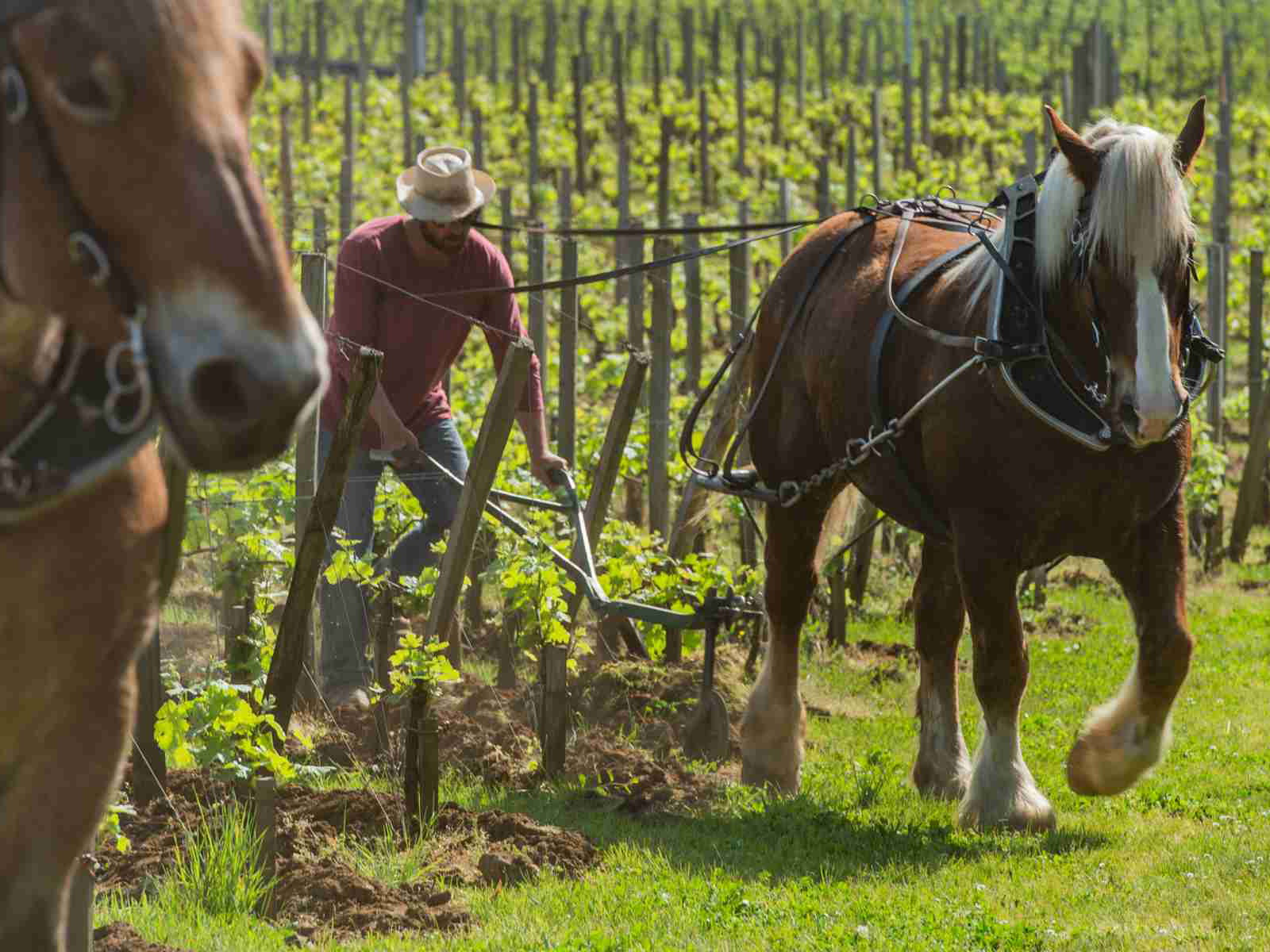 Farming Vineyards with Horses&nbsp;
