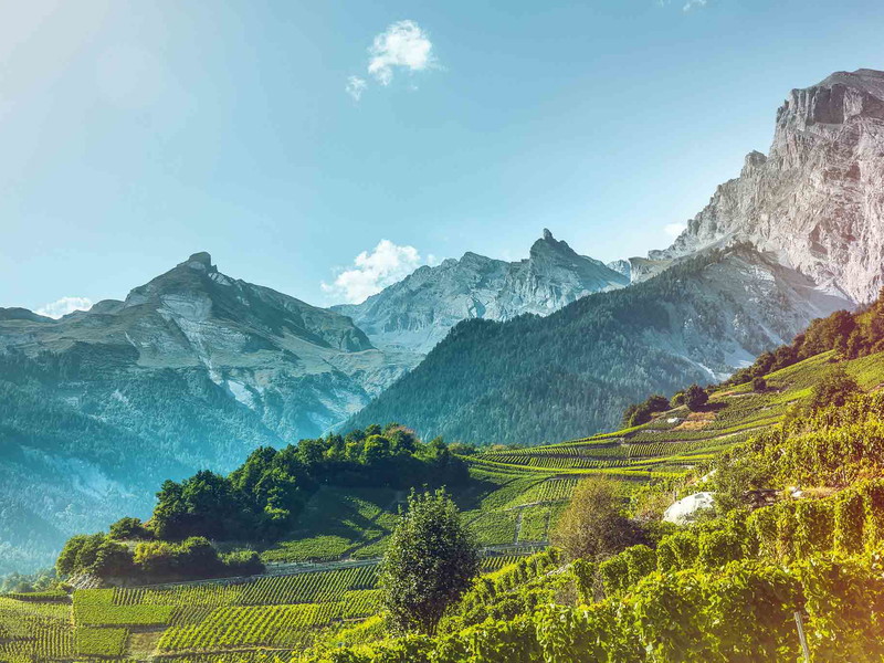 Alpenwein par excellence: Weinberge bei Chamoson, umrahmt von hohen Gipfeln.