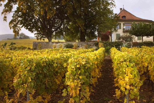 Das Château de Châtagneréaz gehört zu den Spitzenbetrieben von Mont-sur-Rolle.