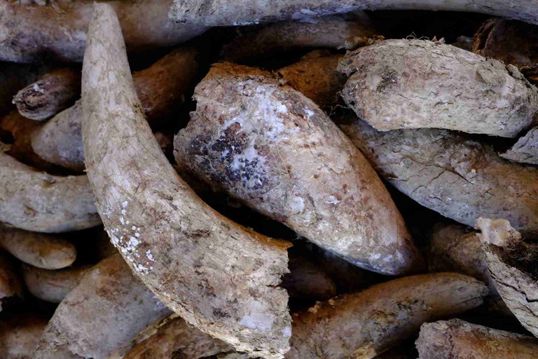 Cow horns are filled with cow dung and buried over winter for biodynamic preparation BD500